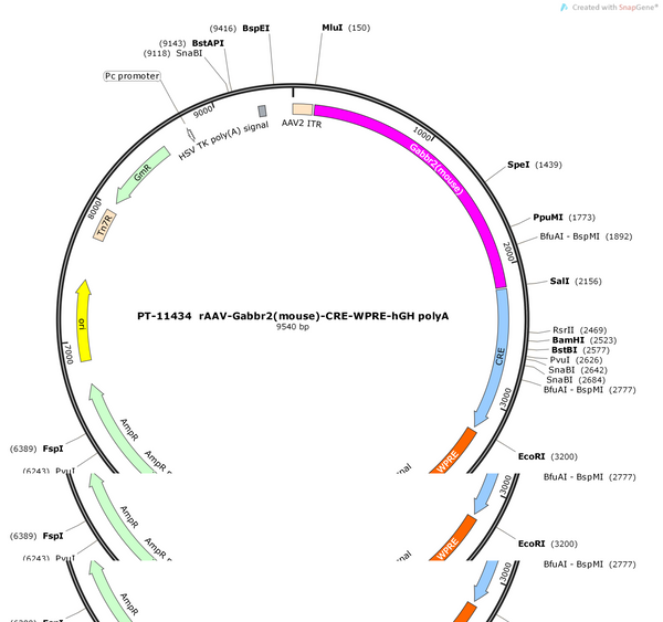 AAV-Gabbr2(mouse)-CRE-WPRE-hGH polyA
