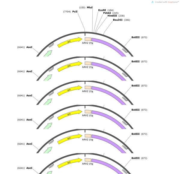 AAV-vglut1-hM4D(Gi)-EGFP-WPREs