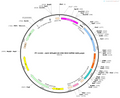 AAV-GFAaBC1D-CRE-MCS-WPRE-hGH polyA