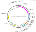 AAV-Scn10a-CRE-3XFlag-WPREs