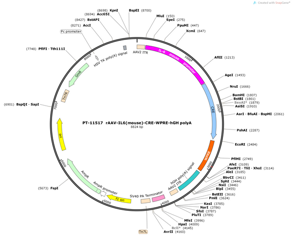 AAV-IL6(mouse)-CRE-WPRE-hGH polyA