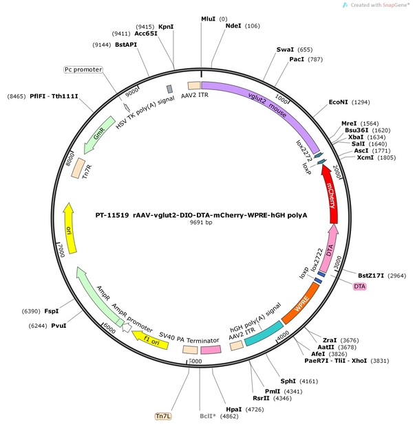 AAV-vglut2-DIO-DTA-mCherry-WPRE-hGH polyA