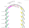 AAV-TRPV1-DTA-WPRE-polyA