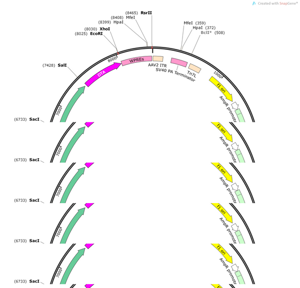 AAV-TRPV1-DTA-WPRE-polyA