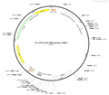 AAV-UPB-stomach (UPB1)