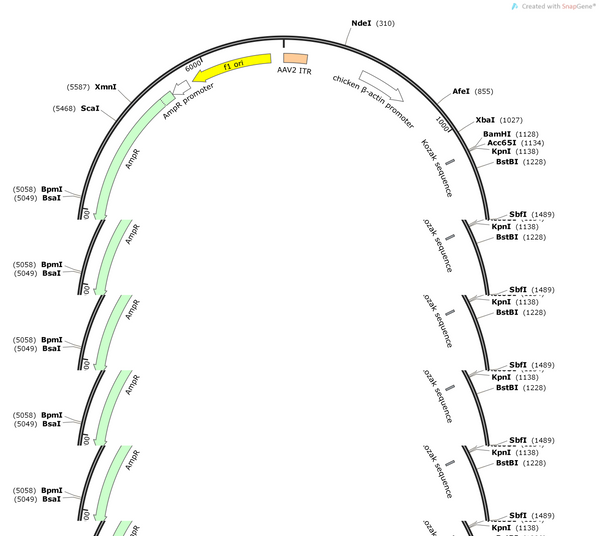AAV-UPB-lung (UPB2)