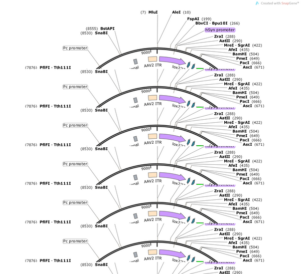 AAV-hSyn-dio-Axontag-mBaojin3-WPREs