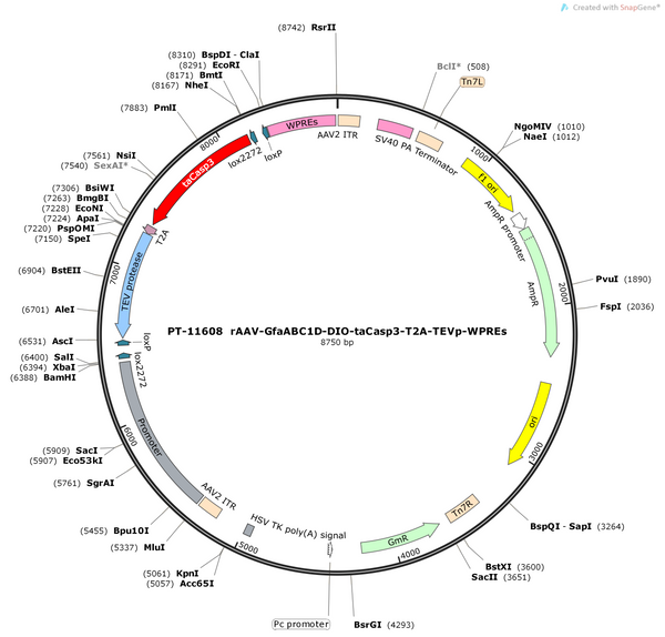 AAV-GfaABC1D-DIO-taCasp3-T2A-TEVp-wpres