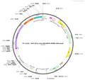 AAV-Ef1a-axon-jGCaMP7b-WPRE-hGH pA