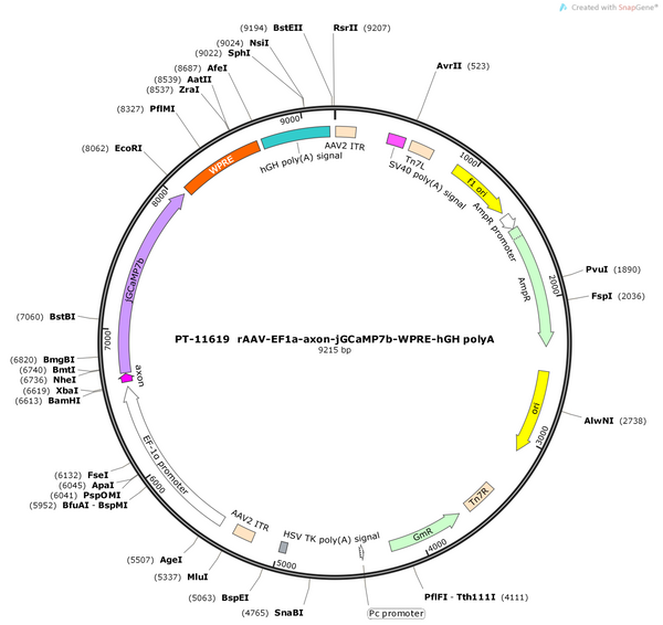 AAV-Ef1a-axon-jGCaMP7b-WPRE-hGH pA