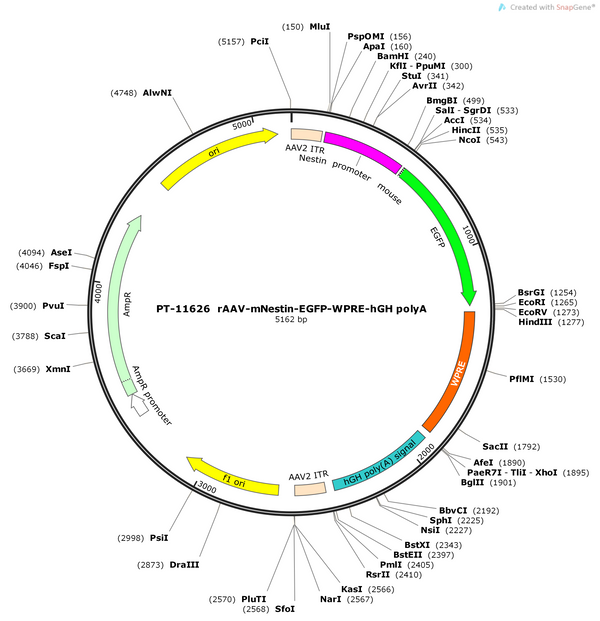 AAV-Nestin-EGFP-WPRE-hGH pA