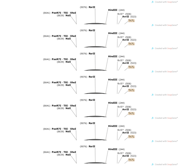 AAV-GAD67(m)-Synaptophysin-mcherry-EGFP-WPREs