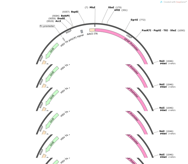 AAV-GFAP-eArch 3.0-EYFP-WPREs