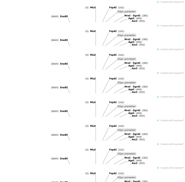 AAV-hSyn-DIO-Kir2.1(E206G/Y224F)-2A-EGFP-WPRE-polyA