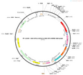 AAV-EF1a-mCherry-DIO-DTA-WPRE-polyA