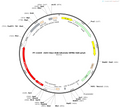 AAV-hSyn-H2B-tdtomato-WPRE-hGH pA