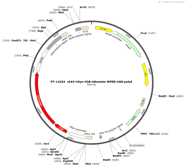 AAV-hSyn-H2B-tdtomato-WPRE-hGH pA