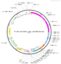 AAV-BTBD17(2300)-CRE-WPRE-hGH pA