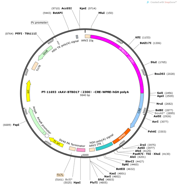 AAV-BTBD17(2300)-CRE-WPRE-hGH pA