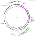 AAV-CHL1(2300)-CRE-WPRE-hGH pA