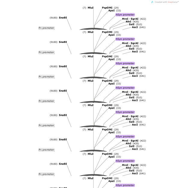 AAV-hsyn-DIO-APP(K670N M671L I716V V717I)-3xflag-P2A-EGFP-WPR