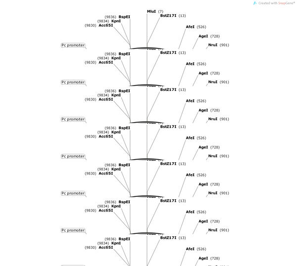 AAV-cfos-CreERT2-2A-rtTA3G-2A-mCherry-NLS-WPREs