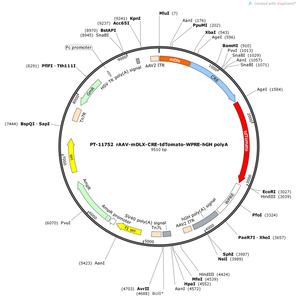 AAV-mDLX-CRE-tdTomato-WPRE-pA