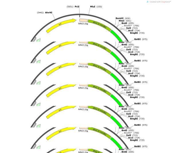 AAV-dlx2.0-minBG-GCaMp6m-WPRE-hGH pA