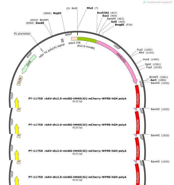 AAV-dlx2.0-minBG-hM4D(Gi)-mCherry-WPRE-hGH pA