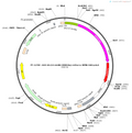 AAV-dlx2.0-minBG-hM3D(Gq)-mCherry-WPRE-hGH pA