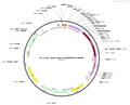 ScAAV-hSyn-myriRFP670V5-WPREs