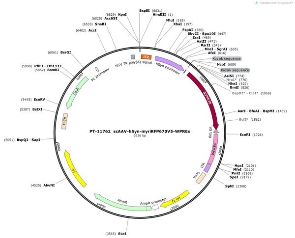 ScAAV-hSyn-myriRFP670V5-WPREs