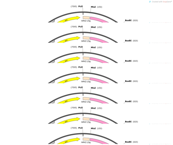 AAV-VGAT1-fDIO-hM4D(Gi)-mCherry-WPREs