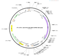 AAV-EF1α-DIO-NE2h-WPRE-polyA