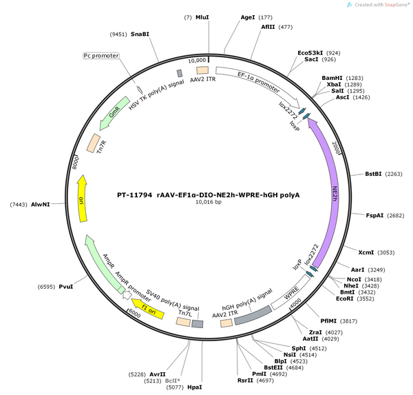 AAV-EF1α-DIO-NE2h-WPRE-polyA