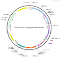 AAV-D1-Con/Fon-GCaMP6s-WPRE-hGH polyA