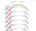 AAV-tac1-cre-mCherry-WPRES