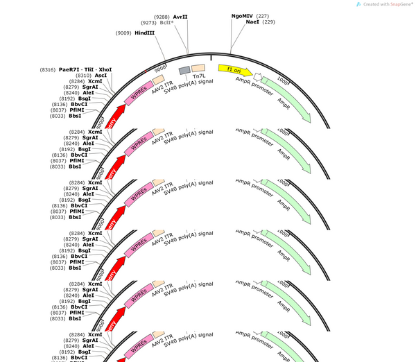 AAV-tac1-cre-mCherry-WPRES