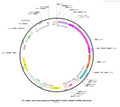 AAV-hSyn-Gephyrin.FingR-EGFP-CCR5TC-KRAB-A-WPRE-polyA