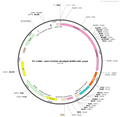 AAV-CX3CR1-GCaMP6f-WPRE-polyA
