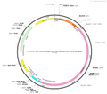 AAV-GFAP(681bp)-SV40 NLS-SaCas9-NLS-3XHA-bGHpolyA