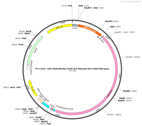 AAV-GFAP(681bp)-SV40 NLS-SaCas9-NLS-3XHA-bGHpolyA