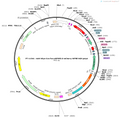 AAV-hSyn-Con/Fon-eNPHR3.0-mCherry-WPRE-hGH polyA