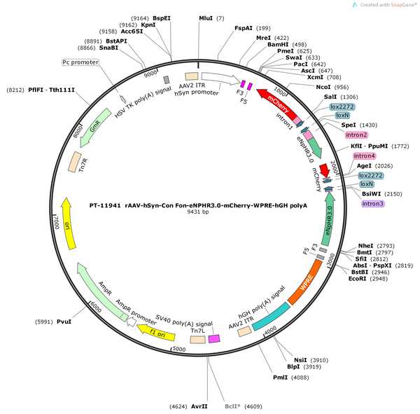 AAV-hSyn-Con/Fon-eNPHR3.0-mCherry-WPRE-hGH polyA