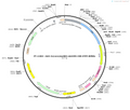 AAV-3x(core)mscRE4-miniCMV-Cre-EYFP-WPREs