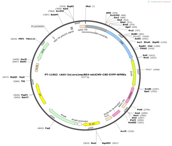 AAV-3x(core)mscRE4-miniCMV-Cre-EYFP-WPREs