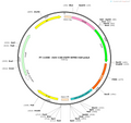 AAV-CAR-EGFP-WPRE-hGH polyA