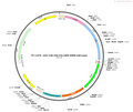 AAV-CAR-CRE-2A-EGFP-WPRE-hGH polyA