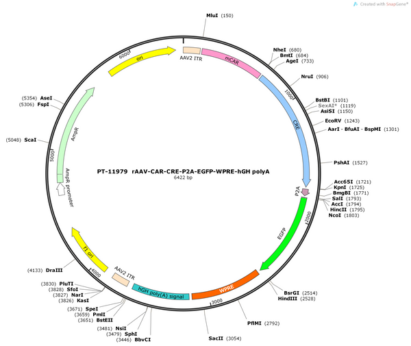 AAV-CAR-CRE-2A-EGFP-WPRE-hGH polyA