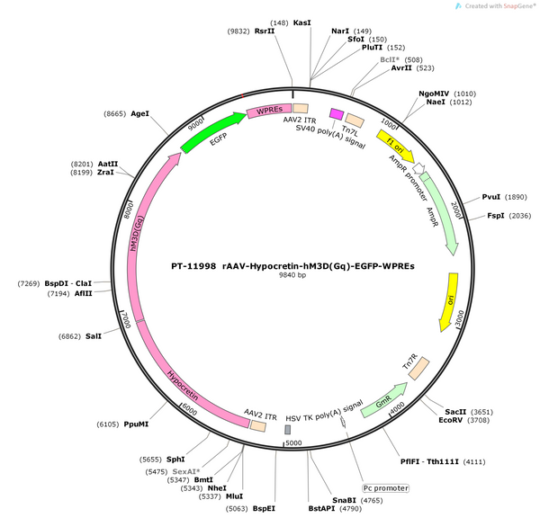 AAV-Hypocretin-hM3D(Gq)-EGFP-WPREs